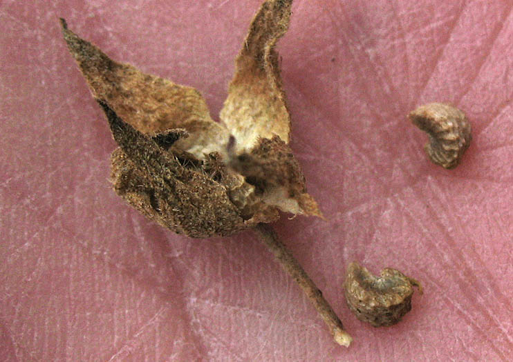 Detailed Picture 8 of Checker Bloom