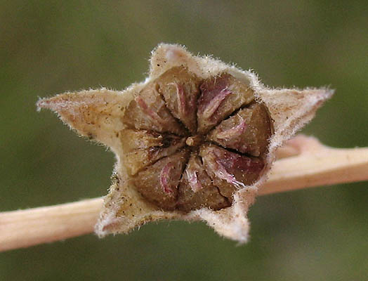 Detailed Picture 7 of Checker Bloom