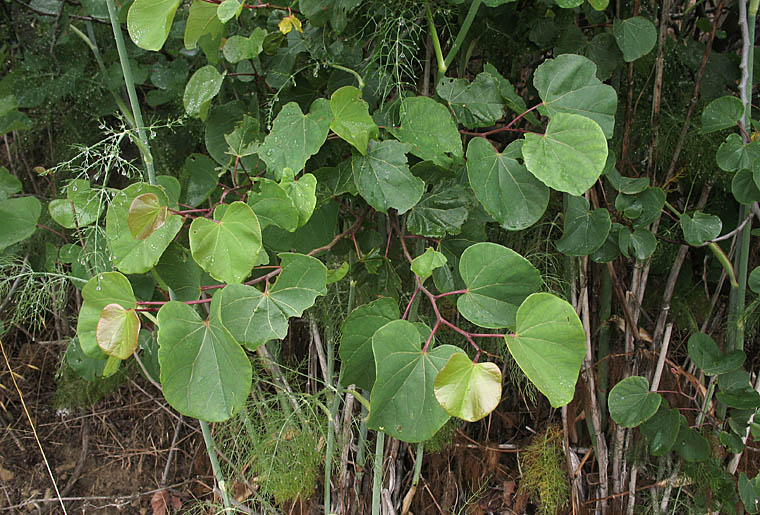 Detailed Picture 5 of Western Redbud