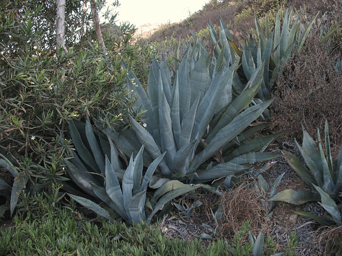 Detailed Picture 7 of American Century Plant