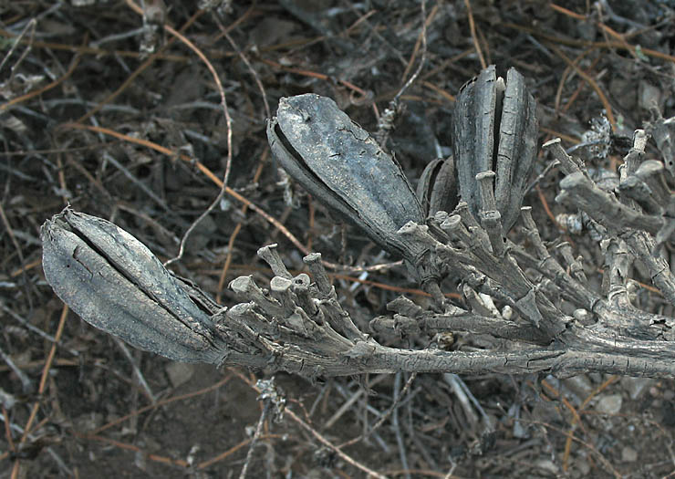 Detailed Picture 8 of American Century Plant