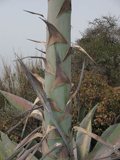 Detailed Picture 6 of American Century Plant