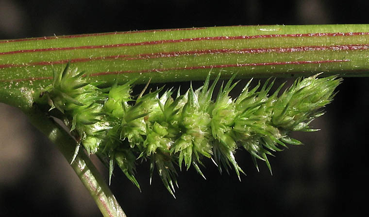 Detailed Picture 3 of Powell's Amaranth