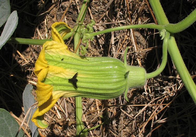 Detailed Picture 6 of Calabazilla