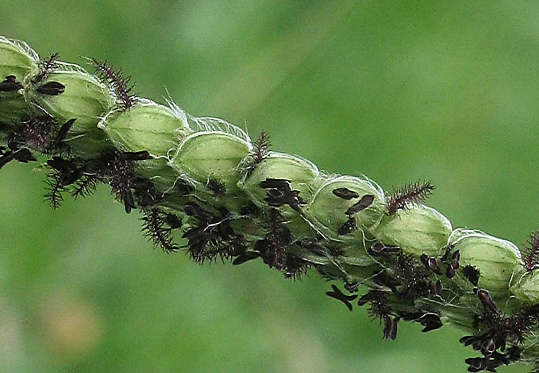 Detailed Picture 2 of Dallis Grass