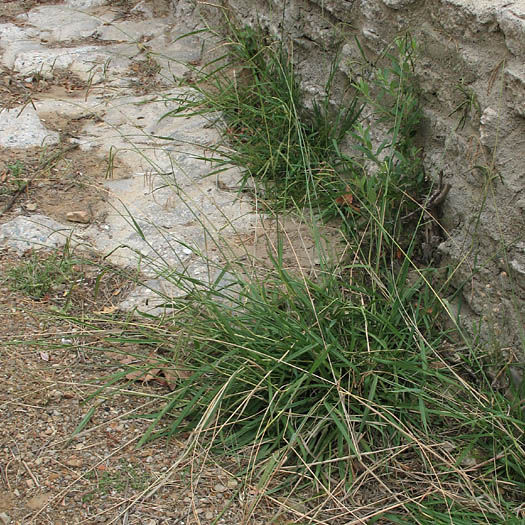 Detailed Picture 7 of Dallis Grass