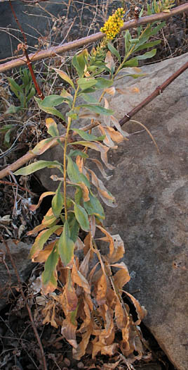 Detailed Picture 5 of California Goldenrod