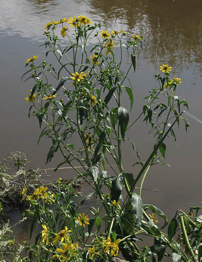 Detailed Picture 5 of Bur-Marigold