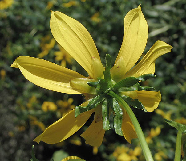 Detailed Picture 4 of Bur-Marigold