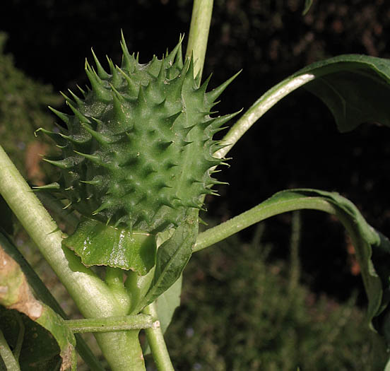 Detailed Picture 5 of Jimson Weed