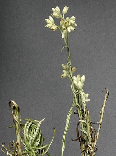 Detailed Picture 3 of Sonora Everlasting
