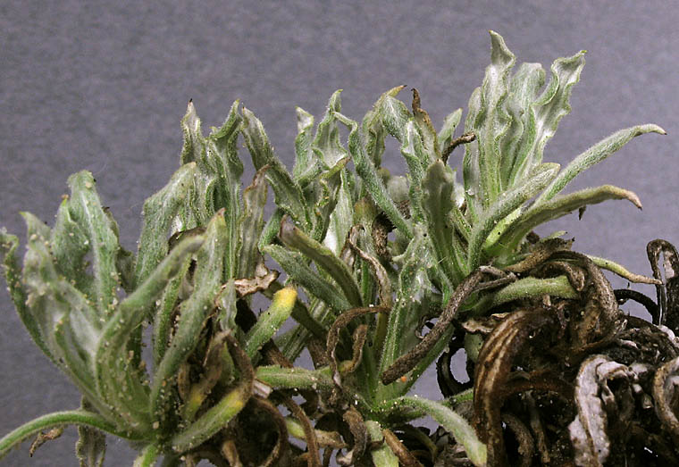 Detailed Picture 5 of Sonora Everlasting