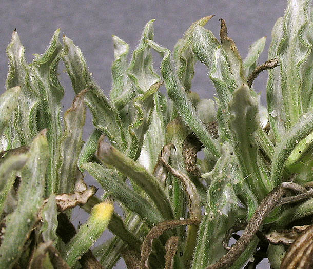 Detailed Picture 4 of Sonora Everlasting