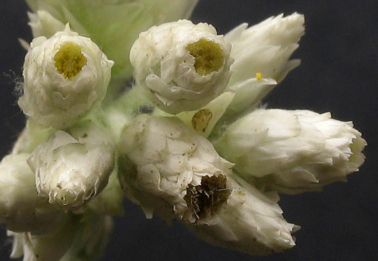 Detailed Picture 2 of Sonora Everlasting