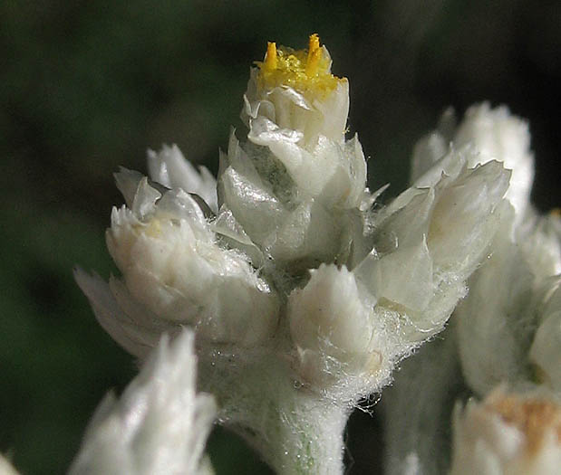 Detailed Picture 2 of Felt-leaf Everlasting