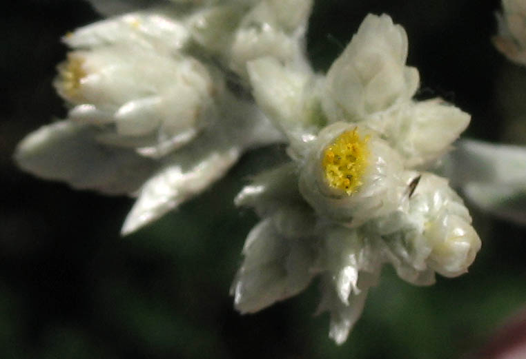 Detailed Picture 1 of Felt-leaf Everlasting
