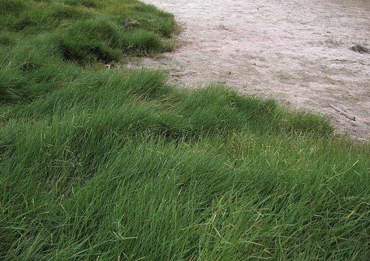 Detailed Picture 6 of Seashore Paspalum
