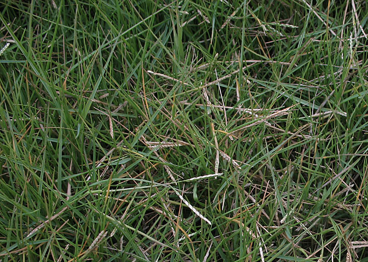 Detailed Picture 5 of Seashore Paspalum