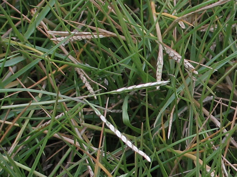 Detailed Picture 4 of Seashore Paspalum