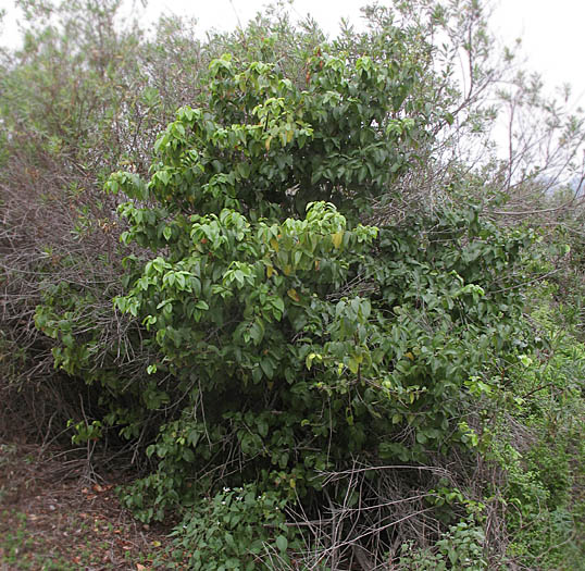 Detailed Picture 6 of Catalina Cherry