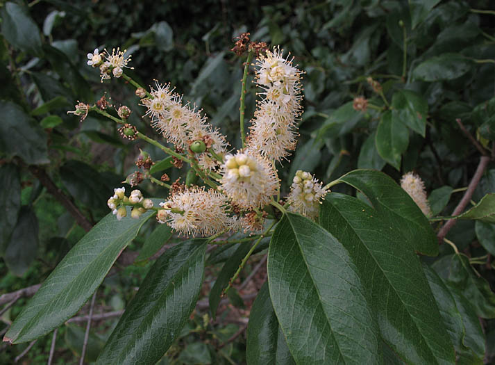 Detailed Picture 3 of Catalina Cherry