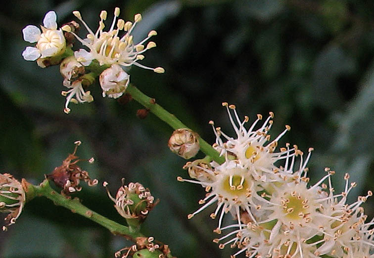 Detailed Picture 1 of Catalina Cherry