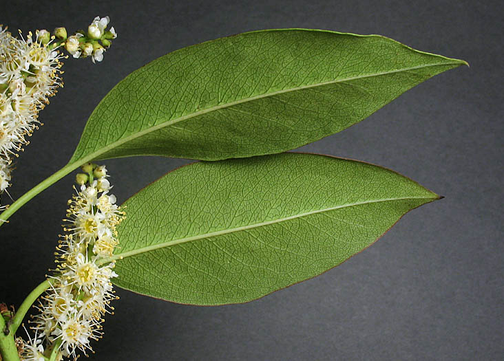 Detailed Picture 5 of Catalina Cherry