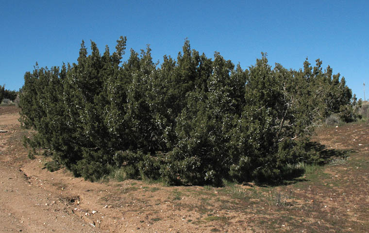 Detailed Picture 6 of California Juniper