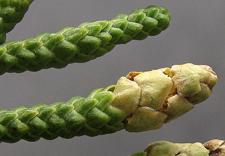 Detailed Picture 1 of California Juniper