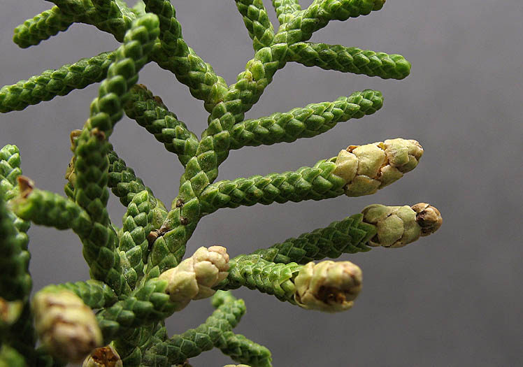 Detailed Picture 2 of California Juniper