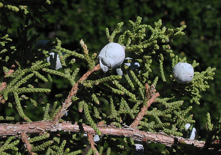Detailed Picture 5 of California Juniper