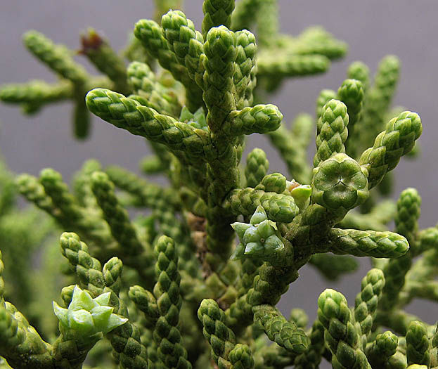 Detailed Picture 4 of California Juniper