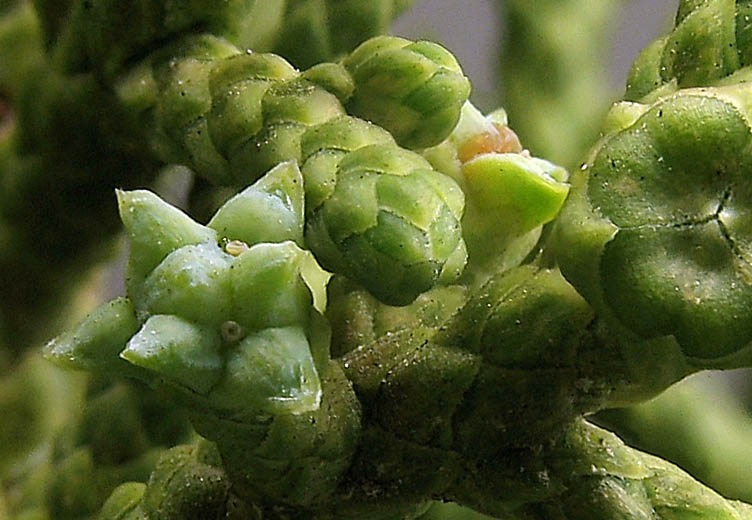 Detailed Picture 3 of California Juniper