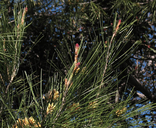 Detailed Picture 3 of Aleppo Pine