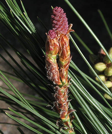 Detailed Picture 2 of Aleppo Pine