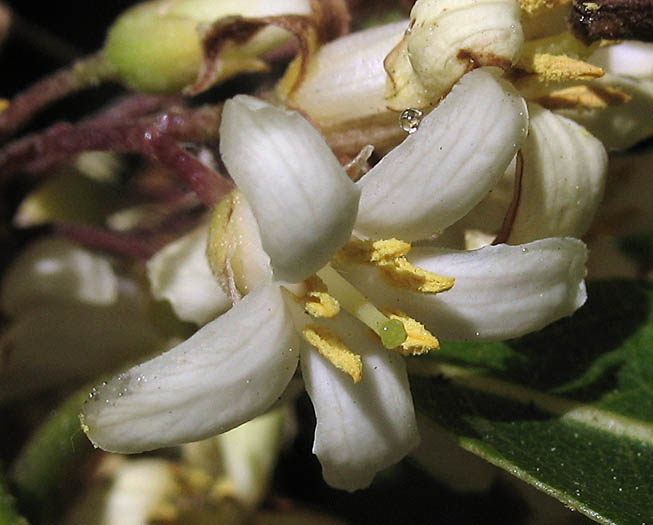 Detailed Picture 1 of Australian Cheesewood