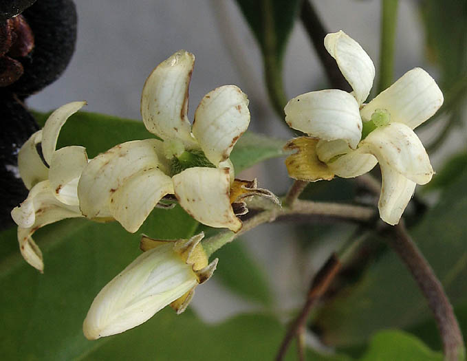Detailed Picture 2 of Australian Cheesewood