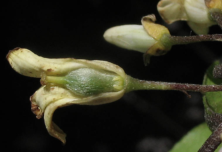 Detailed Picture 3 of Australian Cheesewood