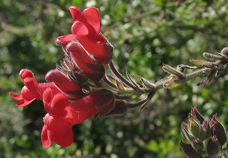 Detailed Picture 2 of Showy Island Snapdragon