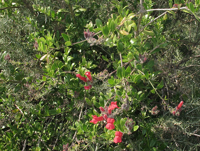 Detailed Picture 3 of Showy Island Snapdragon