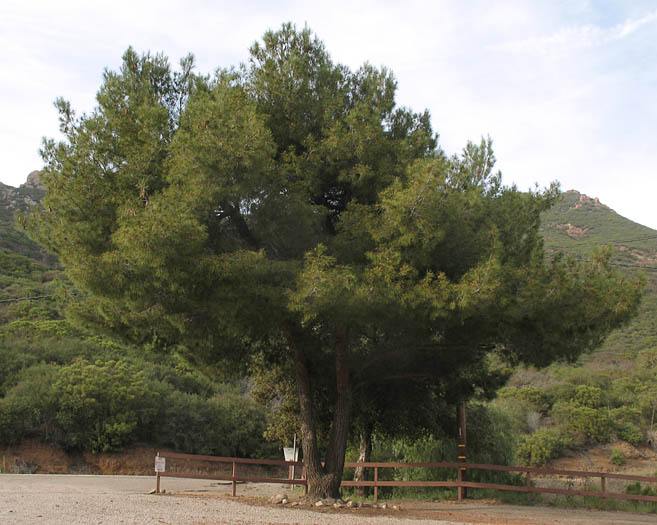 Detailed Picture 6 of Aleppo Pine