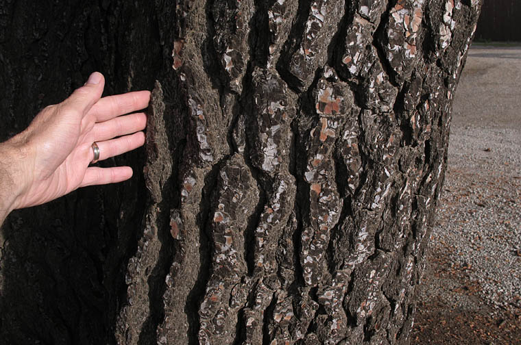 Detailed Picture 7 of Aleppo Pine
