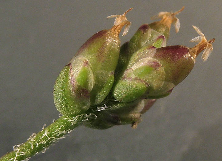 Detailed Picture 3 of Prairie Plantain