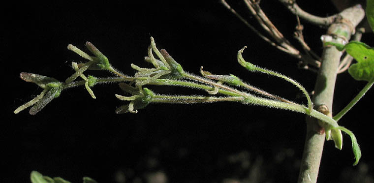Detailed Picture 1 of Box Elder