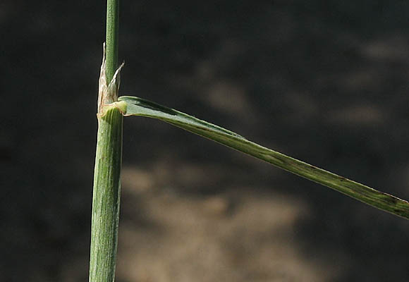 Detailed Picture 9 of Orchard Grass
