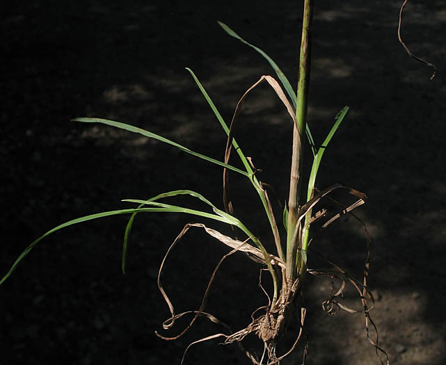 Detailed Picture 10 of Orchard Grass