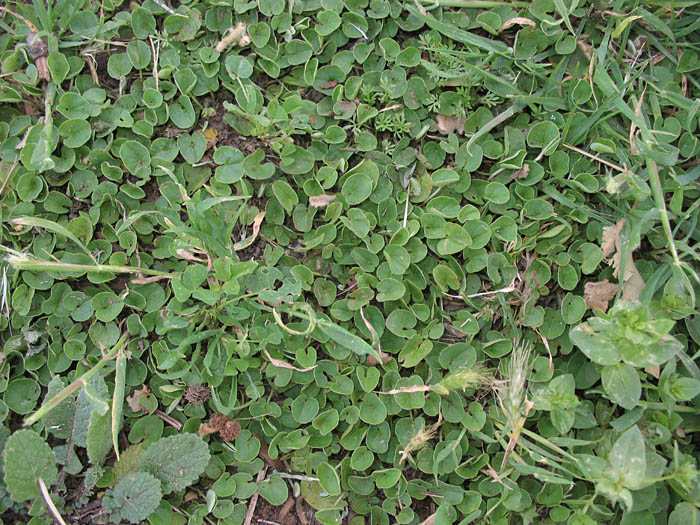 Detailed Picture 6 of Asian Ponysfoot