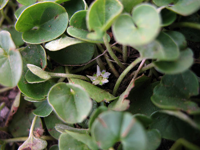 Detailed Picture 4 of Asian Ponysfoot