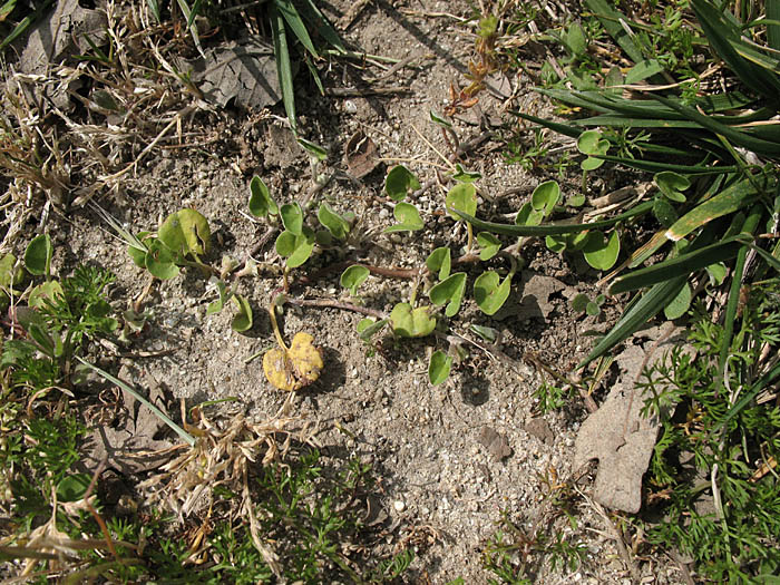 Detailed Picture 5 of Asian Ponysfoot