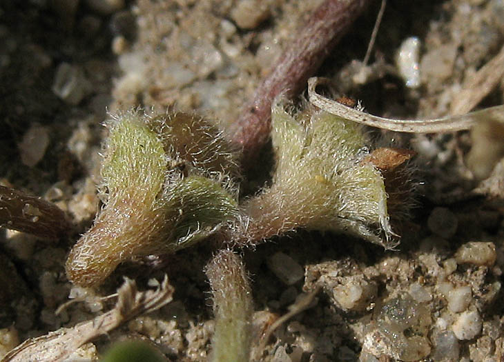 Detailed Picture 3 of Asian Ponysfoot